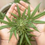 Oakland’s Underground Smoke Shop Raided: Shocking Discovery of Weed, Ecstasy, and Shrooms!