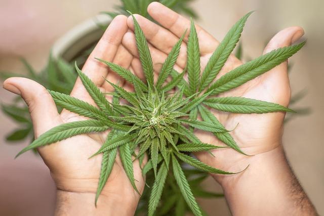Oakland’s Underground Smoke Shop Raided: Shocking Discovery of Weed, Ecstasy, and Shrooms!