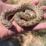 Thrilling Rescue: Police Save a Rattlesnake from a Walnut Creek Kitchen!
