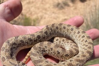 Thrilling Rescue: Police Save a Rattlesnake from a Walnut Creek Kitchen!