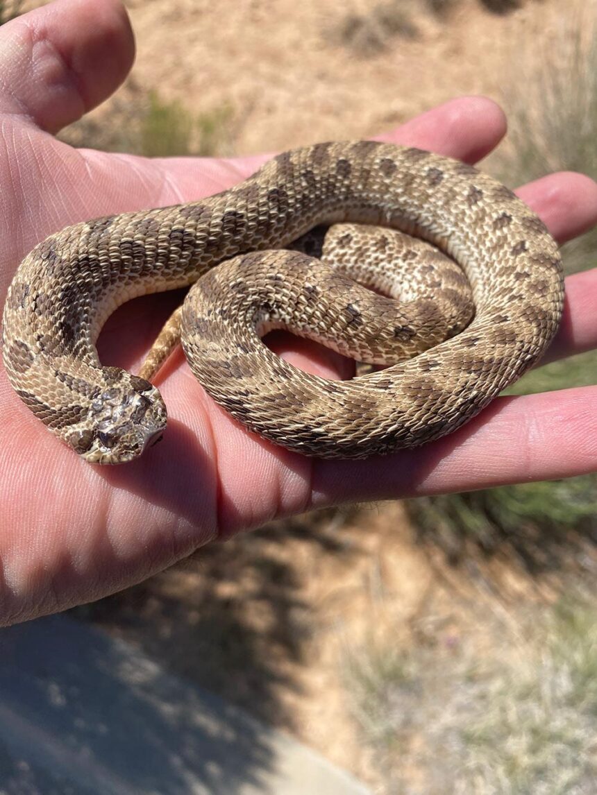 Thrilling Rescue: Police Save a Rattlesnake from a Walnut Creek Kitchen!