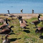 Foster City Takes Bold Action Against the Goose Invasion!