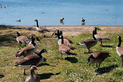 Foster City Takes Bold Action Against the Goose Invasion!