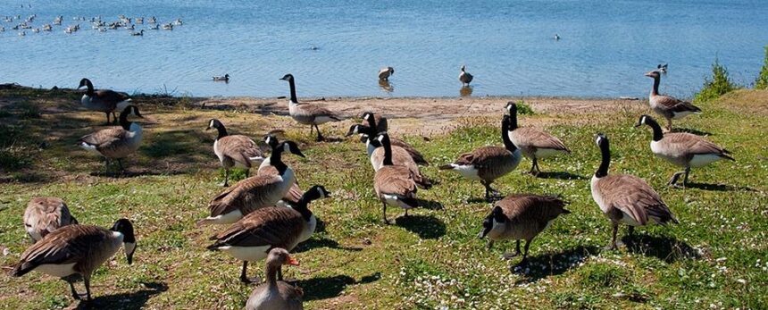 Foster City Takes Bold Action Against the Goose Invasion!