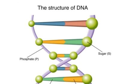 DNA links Berkeley man to string of commercial burglaries, pry bar found inside home: PD