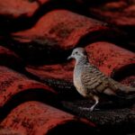 Buckle Up for an Unforgettable Adventure: ‘The Soiled Dove’ is Back and Bolder Than Ever!