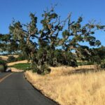 Heartbreak in Sonoma County: Community Grieves the Loss of Beloved Sheriff’s Deputy in Horse Riding Tragedy