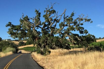 Heartbreak in Sonoma County: Community Grieves the Loss of Beloved Sheriff’s Deputy in Horse Riding Tragedy