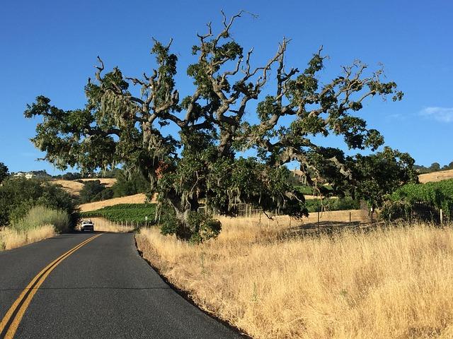 Heartbreak in Sonoma County: Community Grieves the Loss of Beloved Sheriff’s Deputy in Horse Riding Tragedy
