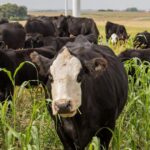 Experience the Ultimate Adventure: Explore Cattle Grazing and Scenic Hiking at Cotoni-Coast Dairies!