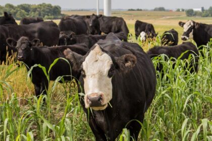 Experience the Ultimate Adventure: Explore Cattle Grazing and Scenic Hiking at Cotoni-Coast Dairies!