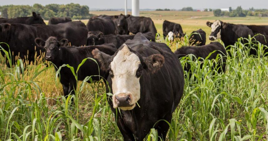 Experience the Ultimate Adventure: Explore Cattle Grazing and Scenic Hiking at Cotoni-Coast Dairies!