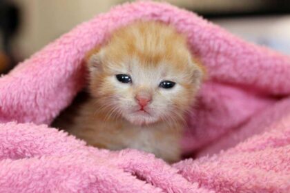 Heartwarming Rescue: Adorable Kitten Found in Caldecott Tunnel During Oakland Shooting Investigation