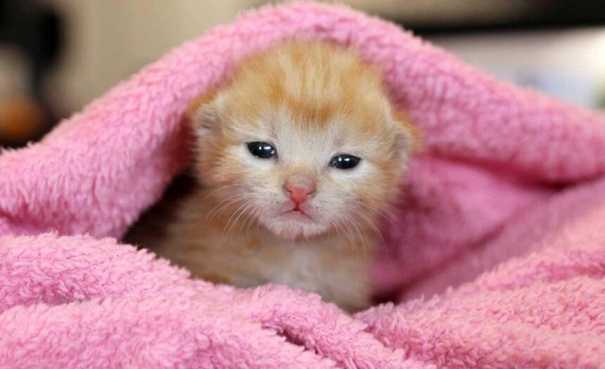 Heartwarming Rescue: Adorable Kitten Found in Caldecott Tunnel During Oakland Shooting Investigation