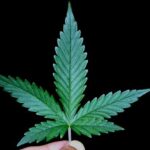 Traffic Stop Turns into Major Marijuana Discovery: Hundreds of Pounds of Weed Found in the Bay Area!