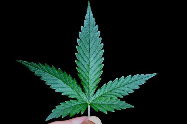 Traffic Stop Turns into Major Marijuana Discovery: Hundreds of Pounds of Weed Found in the Bay Area!