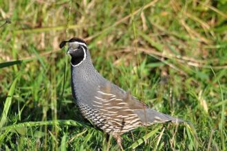 Where Are They? Unpacking the Disappearance of Half a Million Young Californians from School and Work