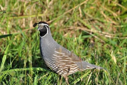 Where Are They? Unpacking the Disappearance of Half a Million Young Californians from School and Work