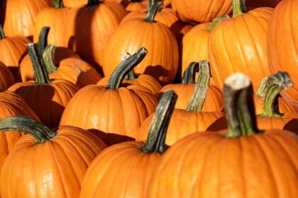 Revitalizing a Community: How a Pumpkin Patch is Bringing Joy to Local Kids