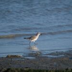 Meet the 7 Dynamic Candidates Ready to Step Up as San Mateo County’s Next Sheriff!