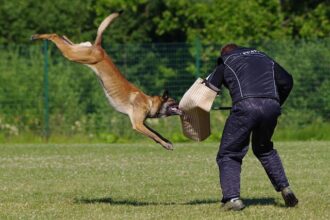 Shocking Revelations Emerge from Heartbreaking Dog Attack at Fremont Park