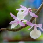 Unbelievable Twist: San Leandro Councilmember Accused of Bribery and FBI Deception!