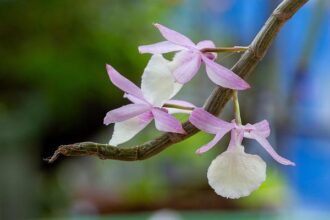 Unbelievable Twist: San Leandro Councilmember Accused of Bribery and FBI Deception!