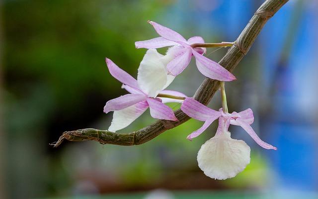 Unbelievable Twist: San Leandro Councilmember Accused of Bribery and FBI Deception!