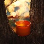 Embrace the Sunshine: A Warm Weekend Awaits Before Rainy Days Return!