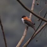 Pelosi Sounds Alarm: 400,000 Californians Face Healthcare Subsidy Crisis!