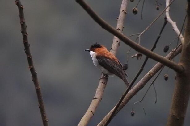 Pelosi Sounds Alarm: 400,000 Californians Face Healthcare Subsidy Crisis!