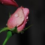 Christine Pelosi Transitions from Congressional Hopeful to State Senate Challenger!