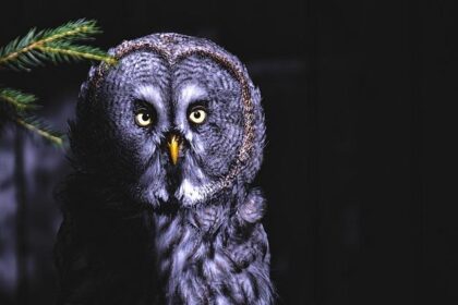 Rising BART Ridership: Will Financial Hurdles Hold It Back?