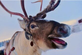 British Journalist Sami Hamdi Triumphantly Returns Home After Harrowing Immigration Detention