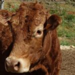 EXCLUSIVE: Becerra says investigators didn’t fully unform him of case against former staff