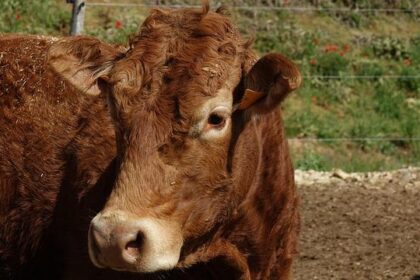 Exposing the Gaps: Becerra’s Bold Revelation on Investigation Flaws