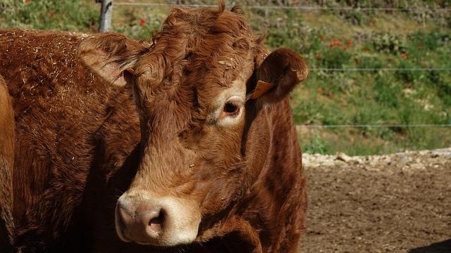 Exposing the Gaps: Becerra’s Bold Revelation on Investigation Flaws