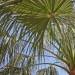 Lee appoints OPD veteran James Beere as interim chief as recruiting process begins