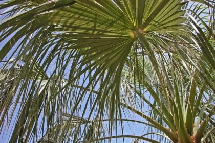 Lee Welcomes OPD Veteran James Beere as Interim Chief During Thrilling Recruitment Push!