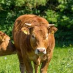 Becerra Highlights His Rich Tapestry of Government Experience