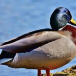 Movies: Castro 2026 film schedule, Armenian film fest, ‘Peter Hujar’s Day,’ ‘Put Your Soul on Your Hand and Walk’