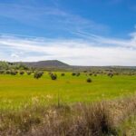 Stunning Turn of Events: SF Supervisor Beya Alcaraz Resigns Amid Tax Fraud Scandal Tied to Pet Shop