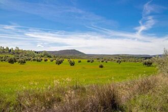 Stunning Turn of Events: SF Supervisor Beya Alcaraz Resigns Amid Tax Fraud Scandal Tied to Pet Shop