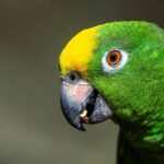 Experience the Future: Zoox Launches Free Robotaxi Rides in San Francisco!