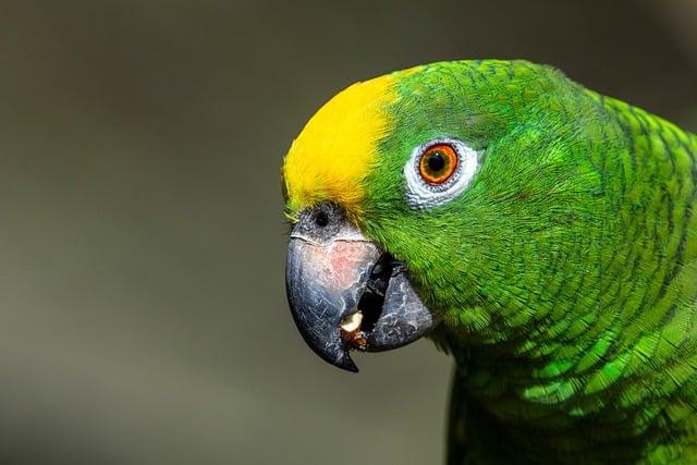 Experience the Future: Zoox Launches Free Robotaxi Rides in San Francisco!