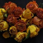 Anthropic Unveils New San Francisco Office in Search of a Permanent Headquarters!