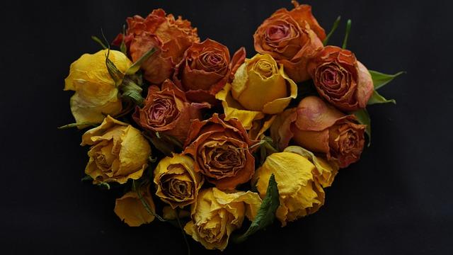 Anthropic Unveils New San Francisco Office in Search of a Permanent Headquarters!