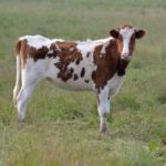 Former Chief of Staff Confesses to Conspiracy: Shocking Revelations Unveiled!