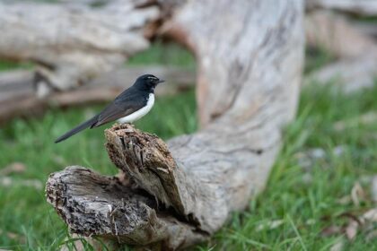 Unveiling the Top Prospects: The 2026 Willie McCovey Memorial Community List!