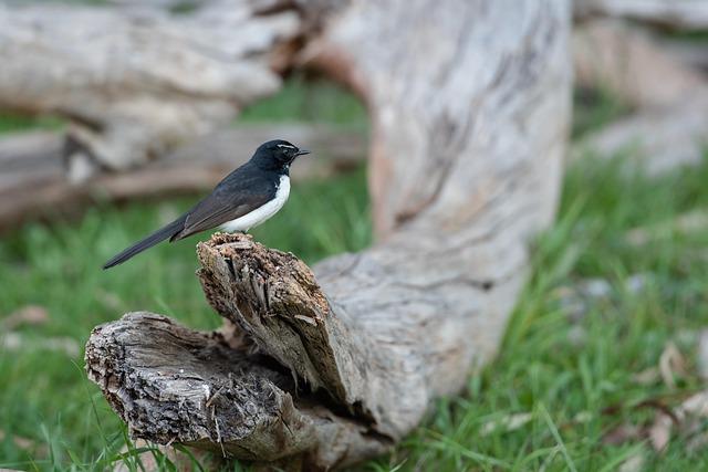 Unveiling the Top Prospects: The 2026 Willie McCovey Memorial Community List!